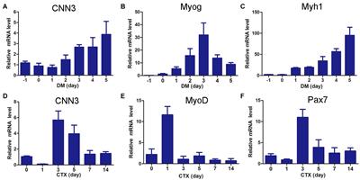 Knockdown of CNN3 Impairs Myoblast Proliferation, Differentiation, and Protein Synthesis via the mTOR Pathway